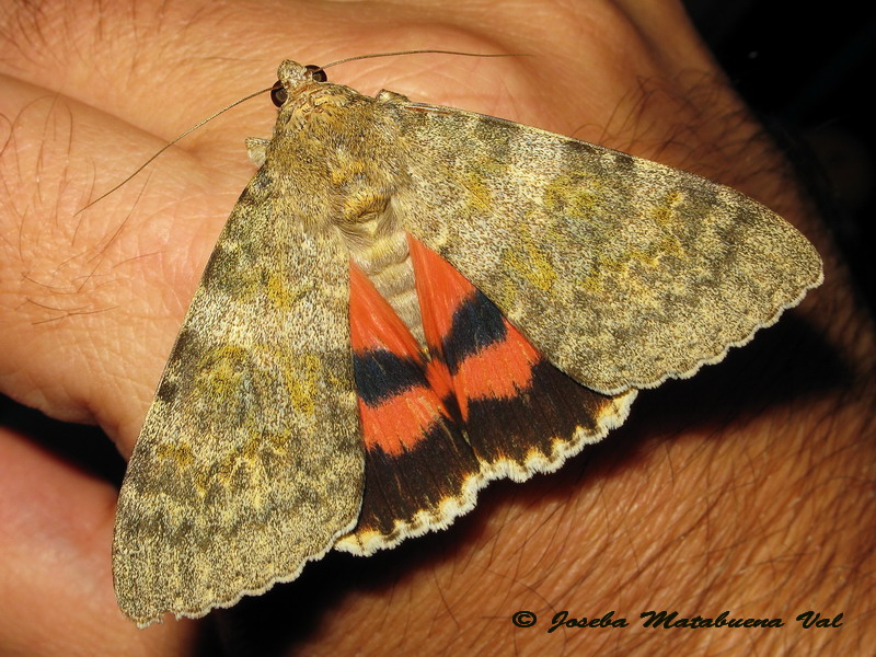 Catocala elocata - Erebidae